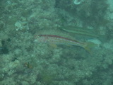Rote-Meerbarbe