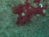 Roter-Schwamm