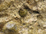 Schnecke