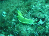 Schnecke