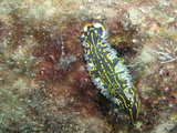 Nacktschnecke