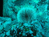 Seeigel