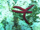 Seestern