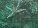 Seestern