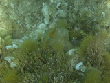 Tintenfisch