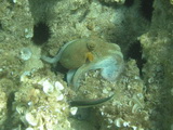 Tintenfisch