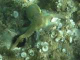 Tintenfisch