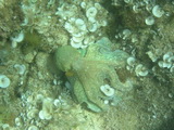 Tintenfisch