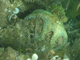 Tintenfisch