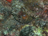 Tintenfisch