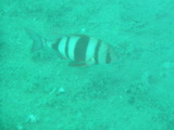 Zebra-Brasse