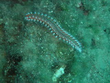 Borstenwurm
