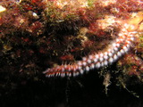 Borstenwurm