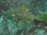 Brauner-Feilenfisch