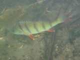 Flussbarsch