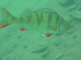 Flussbarsch