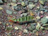 Flussbarsch