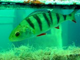 Flussbarsch