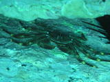 Krabbe