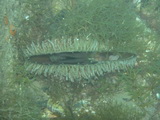 Muschel