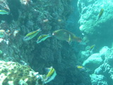 Papageifisch