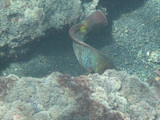 Papageifisch