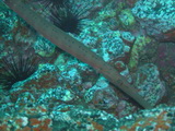 Trompetenfisch