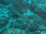 Trompetenfisch