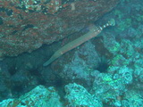 Trompetenfisch