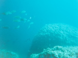 Cala Forcat